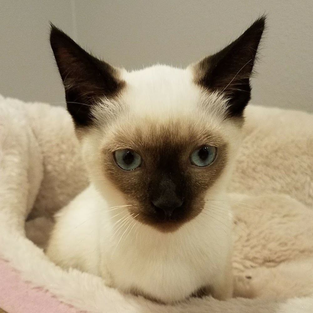 Meet your Posher, Kawaii